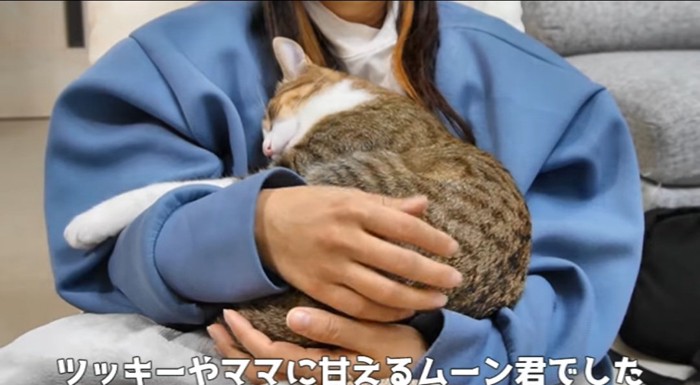 腕の中の猫