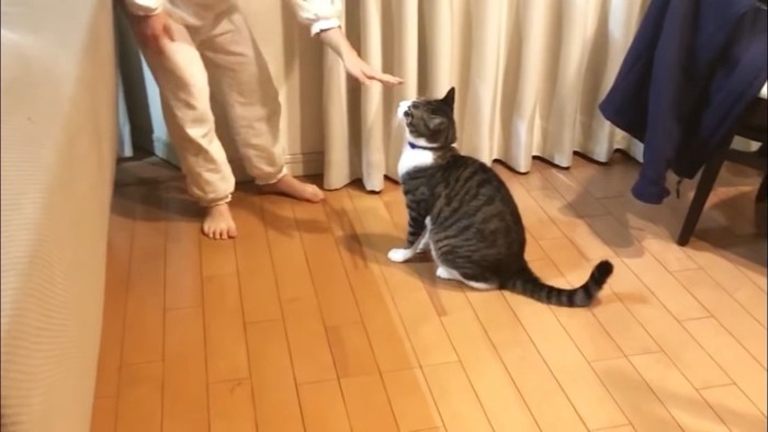 猫に手を伸ばす女の子