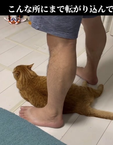 「こんな所にまで転がり込んで」のテロップ写真