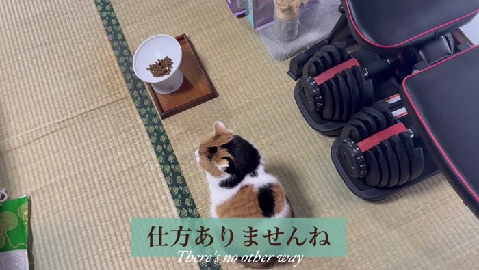 観念した飼い主さん