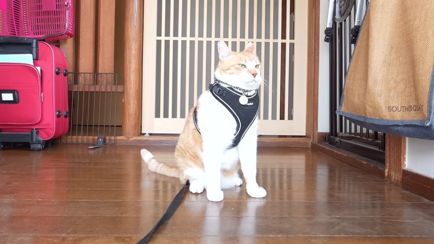 玄関ハーネス姿の猫