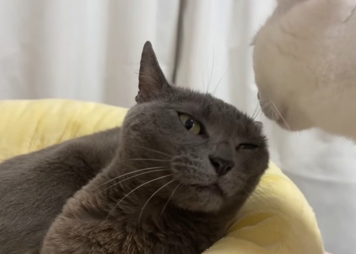目を細めるグレー猫