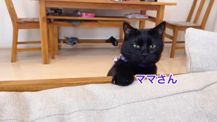 ソファの向こうから顔を出す猫