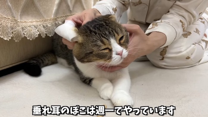 耳掃除中の猫