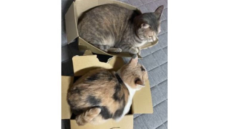 室内にいる猫