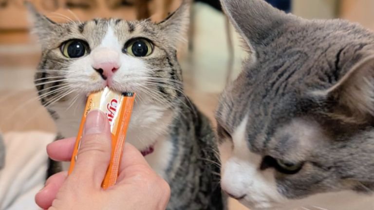 室内にいる猫