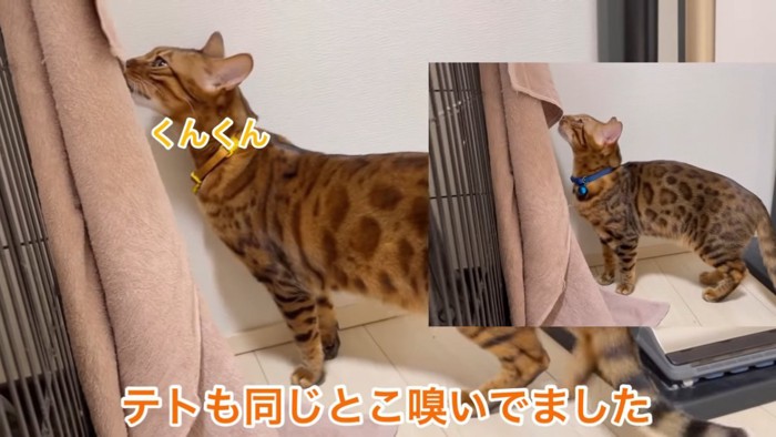 タオルのにおいを嗅ぐ猫