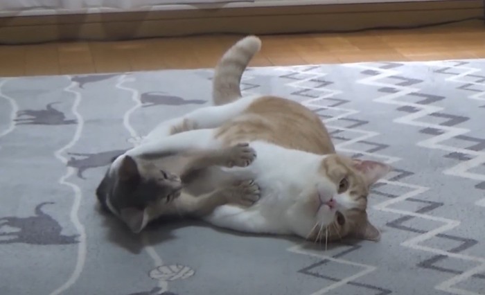 じゃれている仔猫と猫