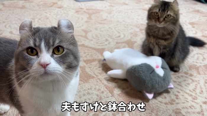 猫2匹とぬいぐるみ