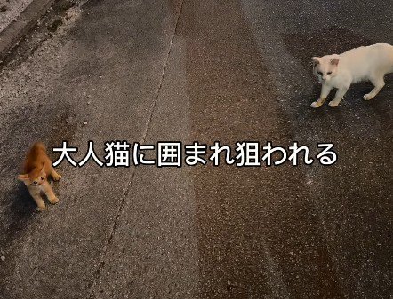 子猫を威嚇する2匹の猫