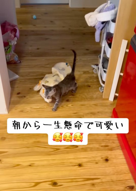 持って行く猫