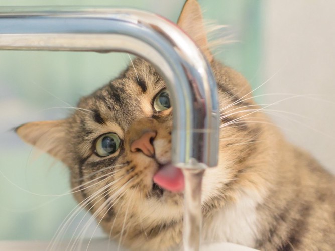 蛇口から水を飲む猫