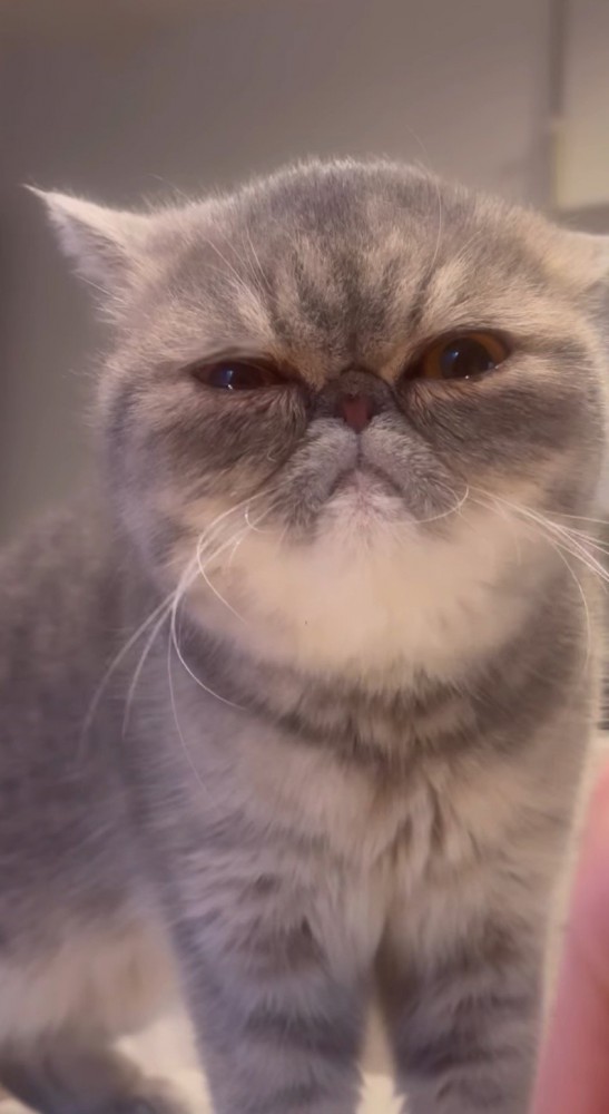 咀嚼しながら飼い主を見つめる猫