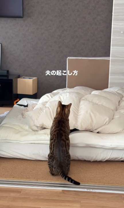 飼い主を起こしている猫