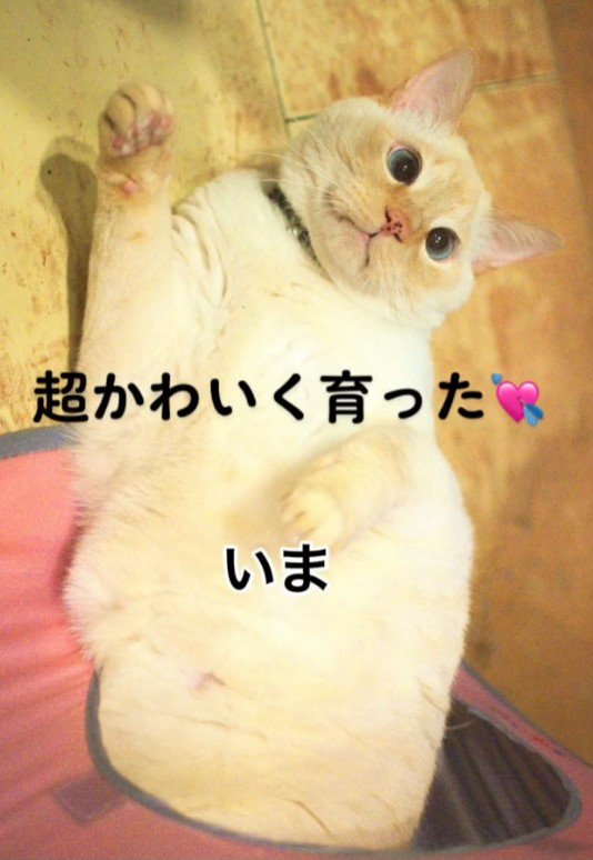 仰向けの猫