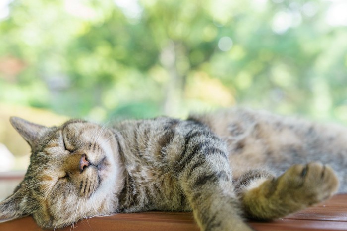 気持ちよさそうにくつろぐ猫