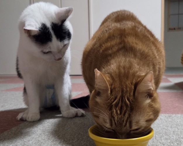 茶色の猫がご飯を食べている横で座る猫