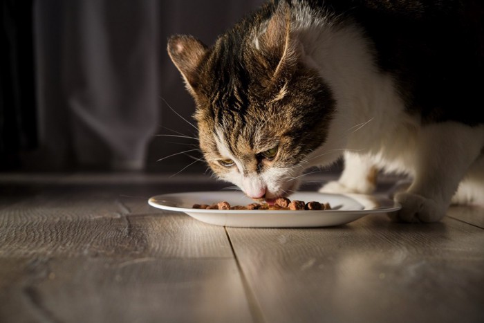 餌を食べる猫