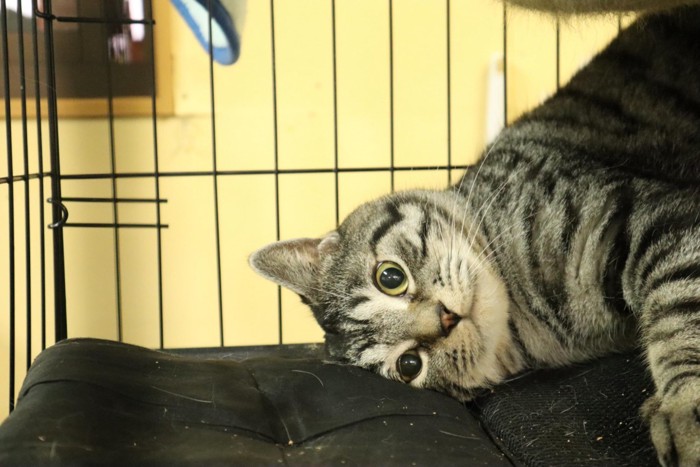 頭を下にする猫