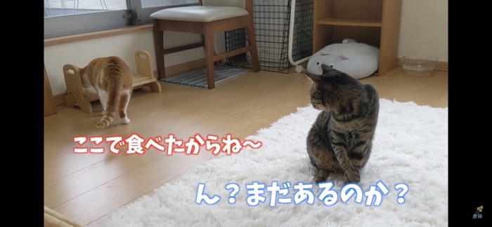 ご飯を食べた机のにおいを嗅ぐ猫