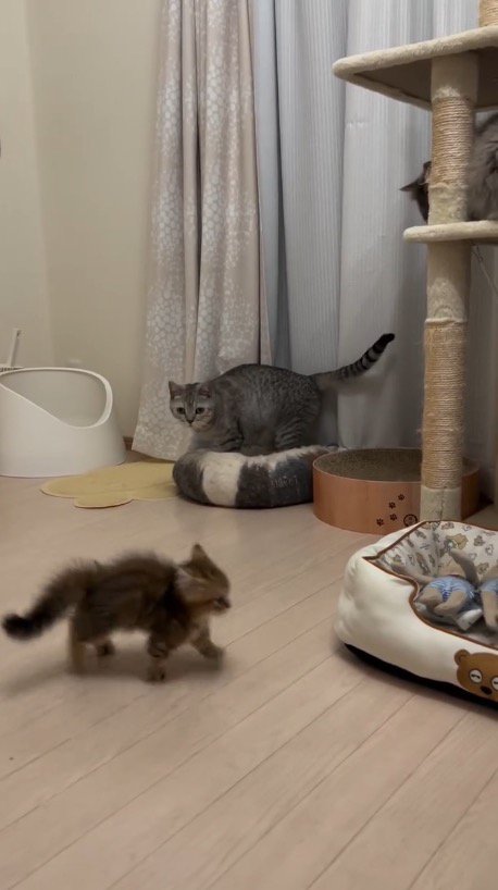 四肢を伸ばしたまま走り出す子猫