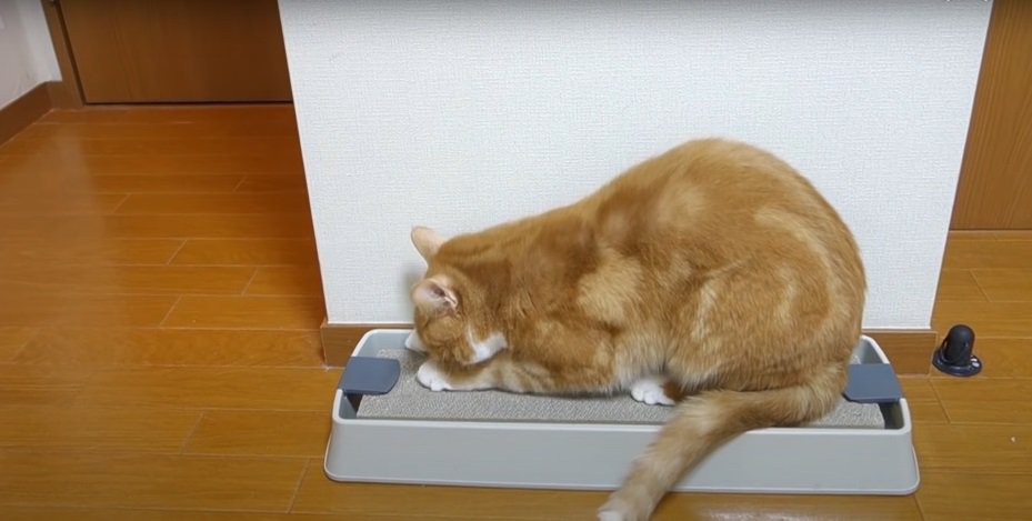 爪とぎの上の茶猫