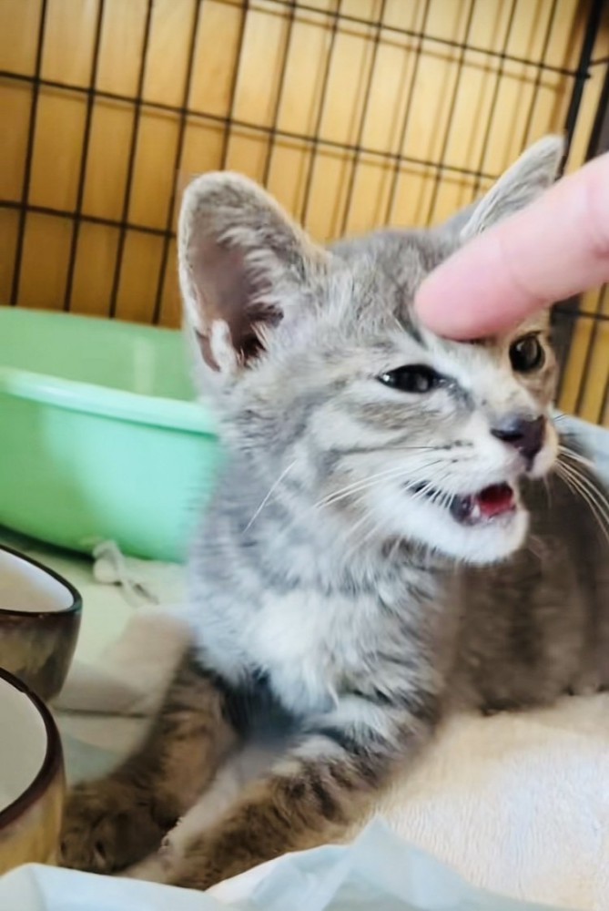 ケージの中でママに頭を触られる子猫