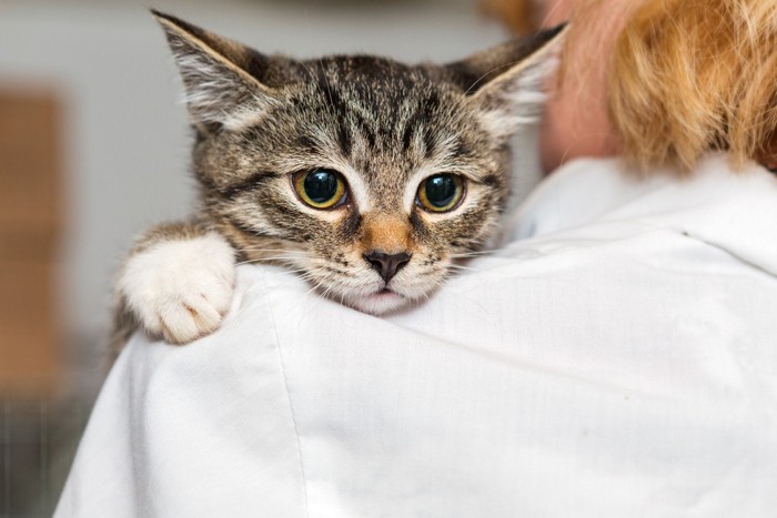 女性に抱かれる猫