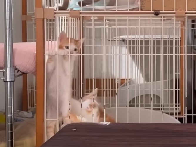 ケージ内をよじ登る子猫