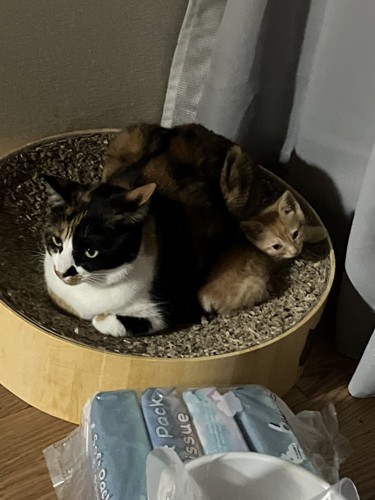 一緒に眠る猫