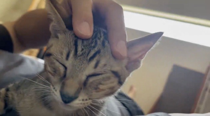 頭をマッサージしてもらうキジトラ猫