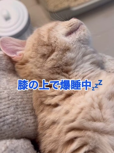 寝ている猫