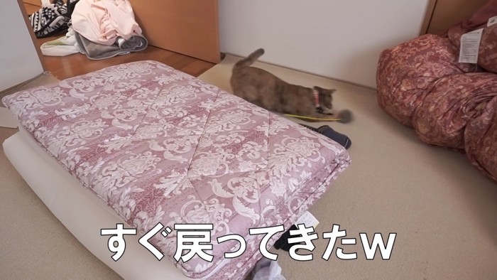 離れたと思ったらすぐ戻ってくるたっちゃん