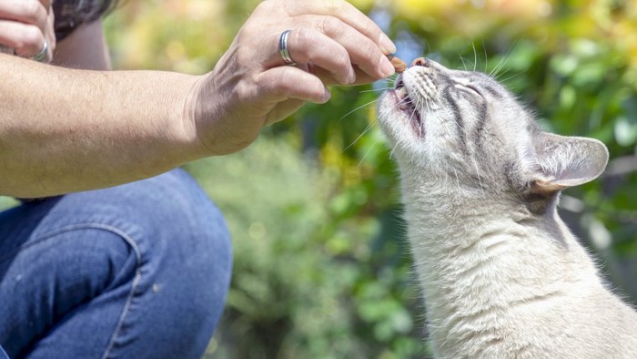 人の手からおやつをもらう猫