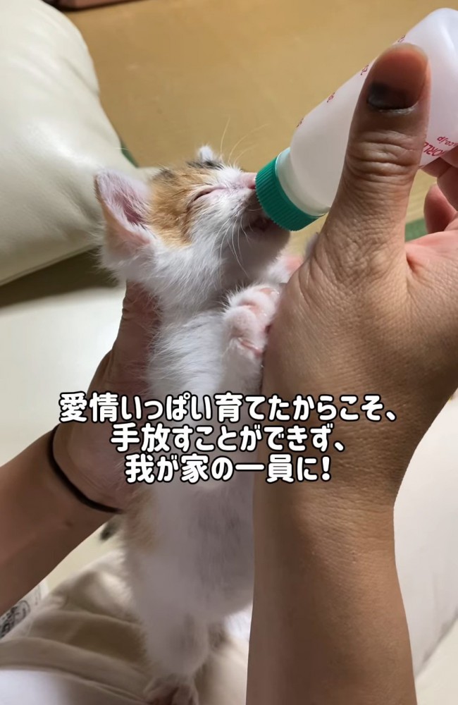 立ってミルクを飲む子猫