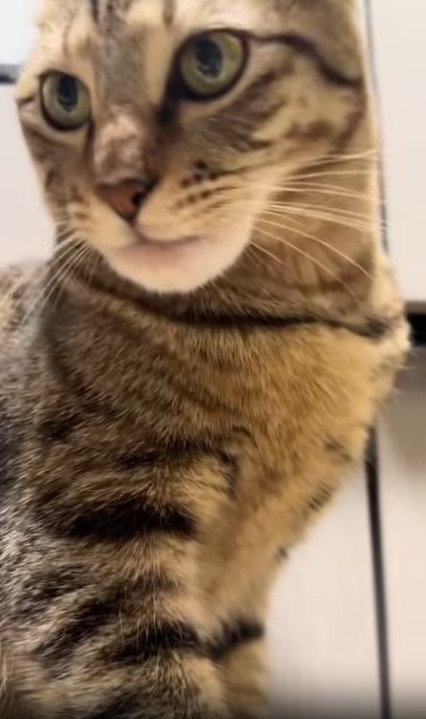 横を向く猫2