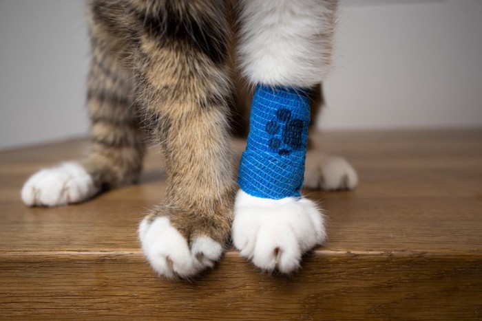 足に包帯を巻く猫