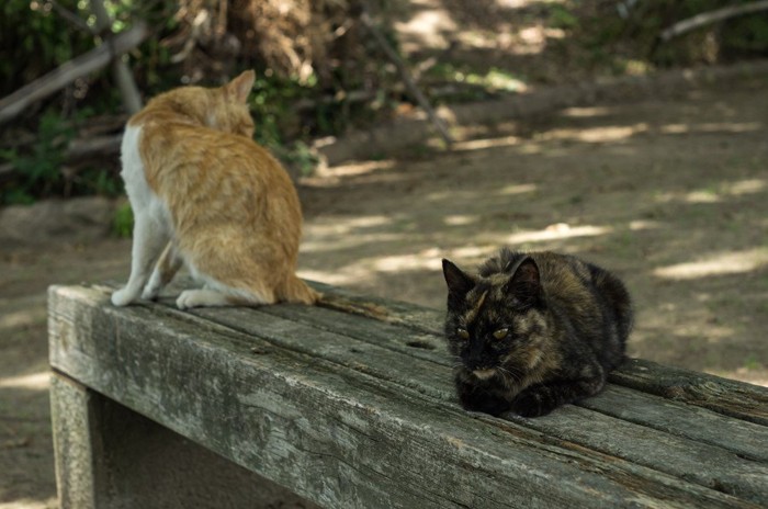 公園の野良猫