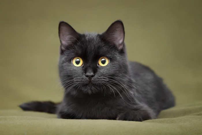こちらを見つめる黒猫