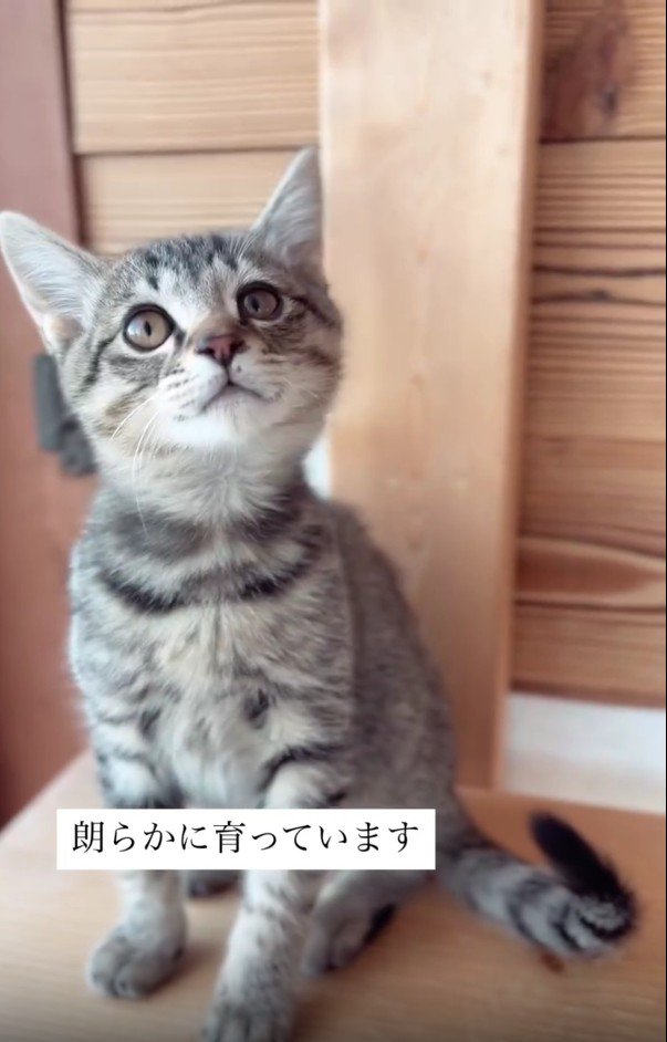 座っている子猫