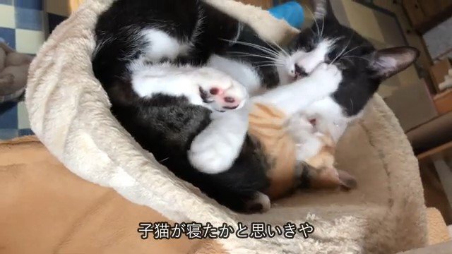 猫の顔に前足を伸ばす猫