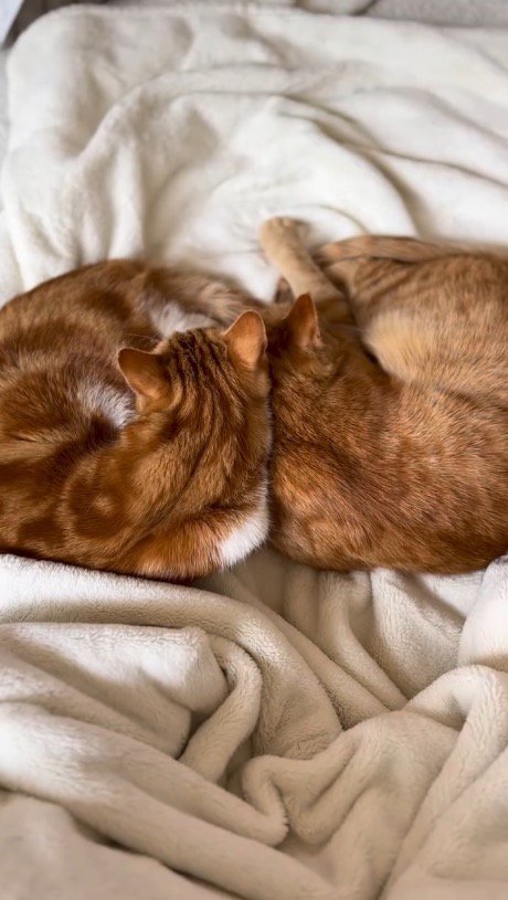 隣で丸まって眠る2匹の猫