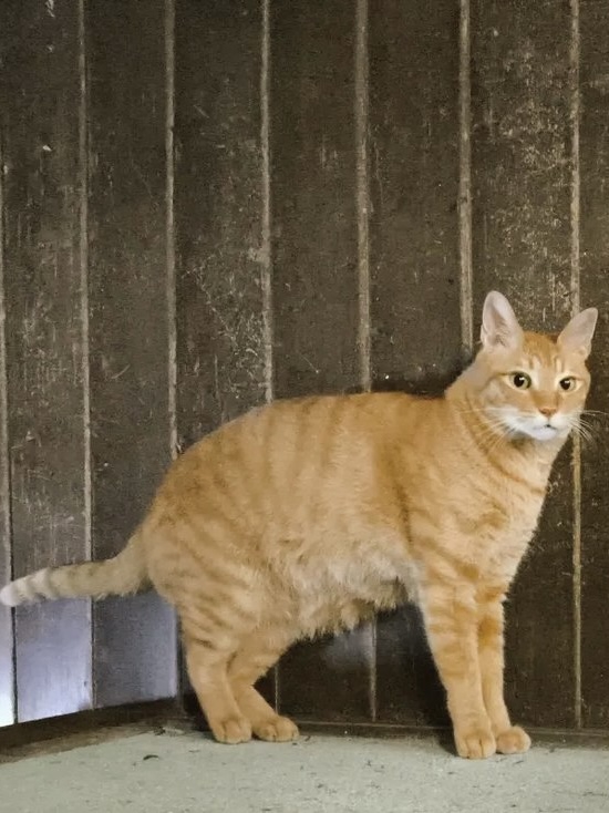 壁に足をつけて寝ている猫（アップ）