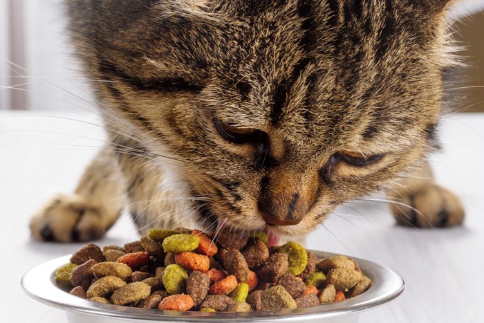 夢中で食べる猫