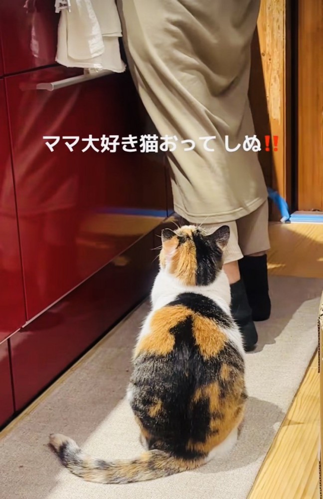 キッチンで片付けをするママを見上げる三毛猫