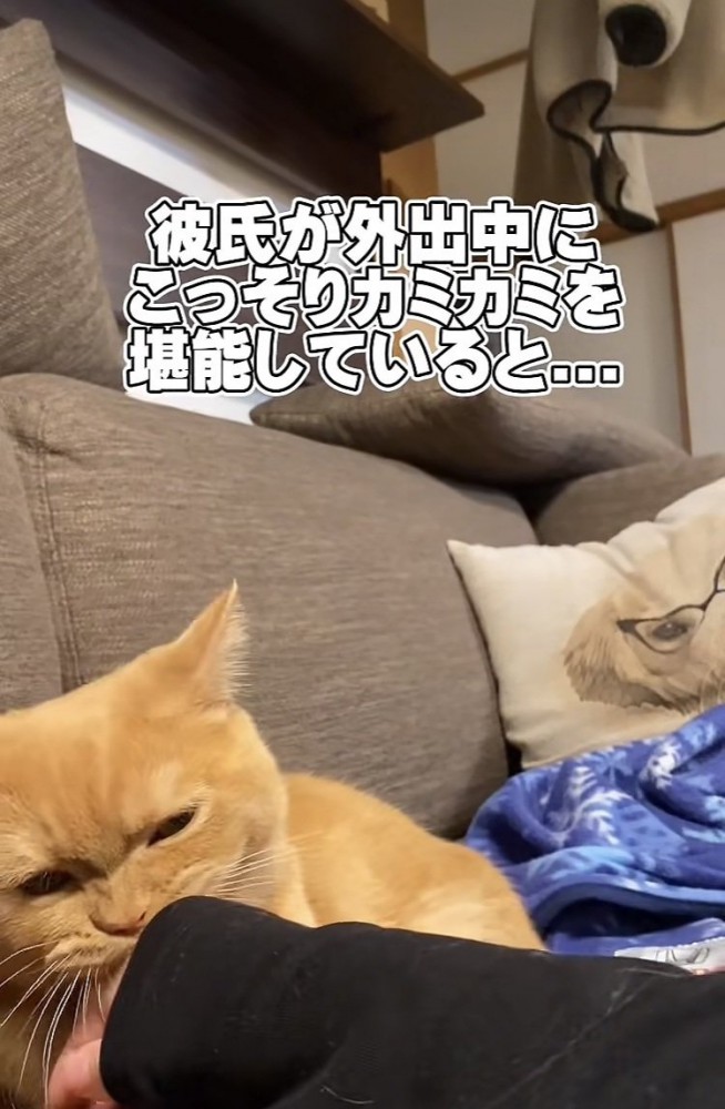 ママさんの指をカミカミするスコティッシュフォールド