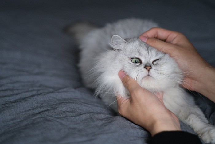 連れ去られるペルシャ猫のイメージ