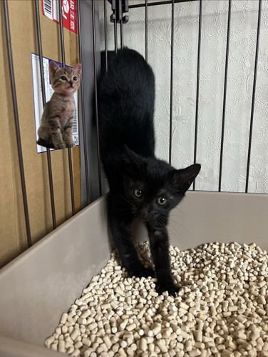 逆立ちする子猫