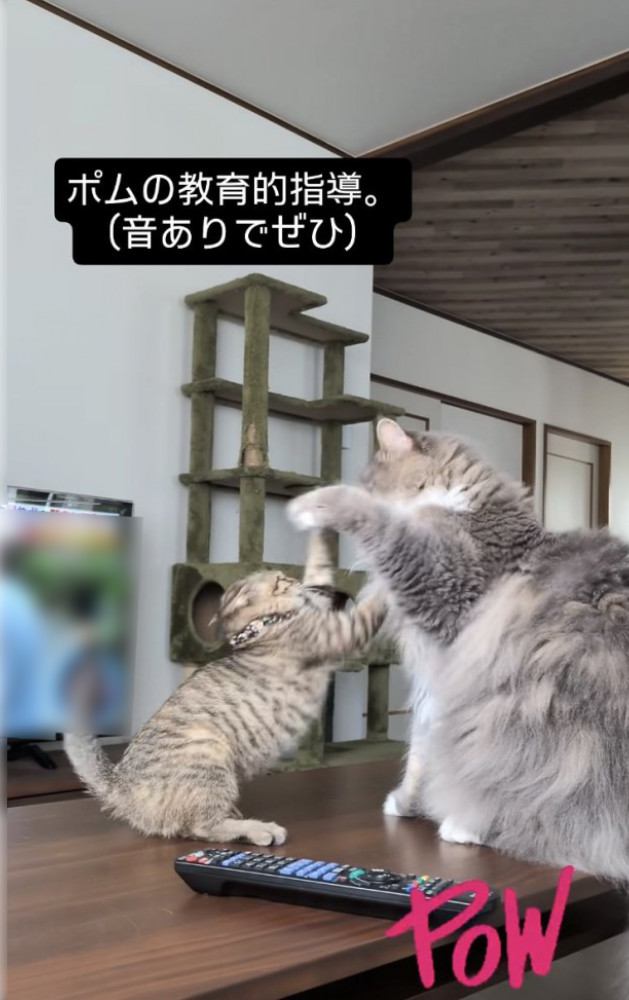 飛び掛かる子猫をパンチするサイベリアン