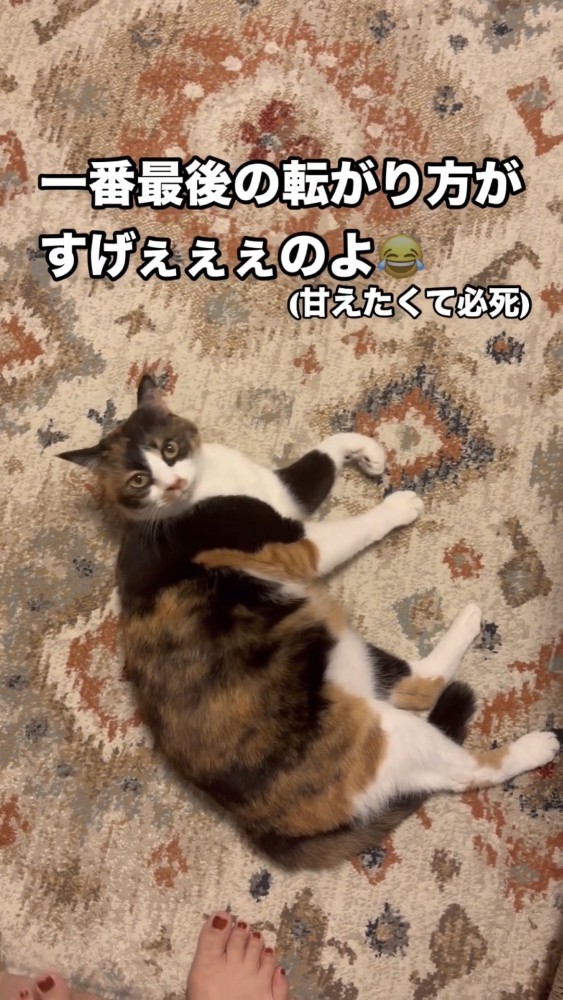 絨毯の上に寝転がる猫